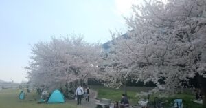 丸太町・荒神口方面の河原の桜