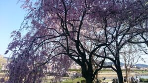 「ダイヤモンド京都ソサエティ」の庭にある専用ゲートを抜けて、目の前に現れる立派な枝垂れ桜（シダレザクラ）