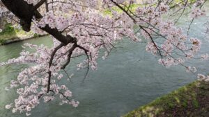 冷泉通の疎水沿の桜並木