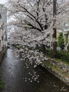 木屋町通の桜並木
