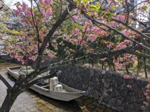 「高瀬川」とボタン桜